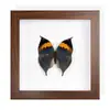 Ejemplar Raro de Mariposa Azul Enmarcado, un Precioso Ejemplar de Insecto, Regalo de Cumpleaños para Mujeres