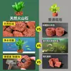 Plantas de Acuario, Decoraciones de Paisajismo con Césped Real, Plantas Aptas para Principiantes, Crisantemo Verde Ciempiés, Plantas de Sombra, Piedra Volcánica, Plantas Verdes Purificadoras de Agua