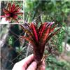 Piña Llena de Agua Linda Piña Colorida Tanque de Selva Tropical Plantas Acuáticas Ecológicas de Agua y Tierra Tanque para Reptiles Paisajismo Plantas Comunes
