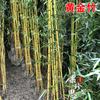 Plántulas de Bambú, Plantas de Bambú de Patio, Plantación Exterior Perenne, Bambú Púrpura Feng Shui para Balcón, Bambú Luohan en Maceta para Interior