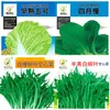 Sementes de Vegetais para Horta e Quintal Atacado Sementes de Vegetais Resistentes ao Calor de Quatro Estações Coração Amarelo Aipo Branco Perfumado Sementes 7 Gramas de Colza Entrega Direta do Fabricante
