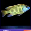 Peces Tropicales de Agua Dulce Vivos para Principiantes, Incluyendo Cíclidos, Peces Vivos con Envío Gratis