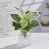Planta Hidropónica en Polvo Princesa Platino Diamante Planta en Maceta con Hojas Verdes Grandes, Fácil de Cuidar en Interiores Todo el Año