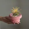 Plantas de Oficina Hidropónicas de Alta Calidad Plantas en Maceta Piña Negra Plantas Verdes de Escritorio Suculentas Adornos para Estación de Trabajo
