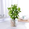 Mudas de jasmim em vasos, plantas que florescem em todas as estações, pétalas duplas de jasmim, plantas com flores de fragrância forte, jasmim branco para sala de estar e varanda