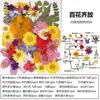 Marcador de Flores Secas Espécimen de Planta Película Selladora Botella Flores Prensadas Recolectadas en Otoño Material Hecho a Mano DIY Flor Transparente