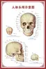Diagrama do Esqueleto Humano, Grande Cartaz de Parede, Diagrama dos Órgãos, Gráfico da Estrutura dos Órgãos Internos, Gráfico de Pontos de Acupuntura, Cartaz do Gráfico de Anatomia Muscular Humana
