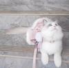 Arnés para Gato Estilo Verano Encaje Peludo Correa para Gato y Perro Correa para Gato Correa para Perro