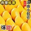 Manga Xiaotainong de Hainan 5kg Manga Xiaotainong Colhida na Hora Fruta Tropical da Estação Especialidade Manga Frete Grátis