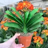 Planta de Interior Clivia en Maceta, Fácil de Cuidar Todo el Año, con Capullos de Flor, Adecuada para Jardineros Perezosos, una Planta Verde Premium, Planta Monje de Cabeza Redonda