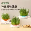 Caja de Hierba para Gatos Nueva Transfronteriza Hidropónica Bola para Vómito de Pelo de Gato Bolsa de Snacks para Gatos Semilla de Trigo Planta en Maceta