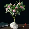 Planta em Vaso Daphne de Phnom Penh, Tipo com Cheiro Forte e Botões, Planta de Flor para Sala de Estar Antiga em Interior, Flor Resistente ao Frio que Floresce em Todas as Estações