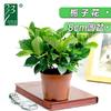 Oficina Planta Verde Paisaje Pothos Espárrago Coco Rico Bambú Árbol del Dinero Hidropónico Maceta Interior Pequeño Bonsái Flor