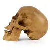 Academia de Arte Libro de Texto 1:1 Calavera Humana de Resina Calavera Amarilla Calavera Regalo de Halloween