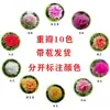 Plántulas de Girasol de Flor Doble, Plantas Perennes de Colores Mixtos, Plantas Verdes, Macetas, Plantas con Flores para Balcón con Raíces y Brotes Enviadas