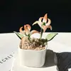 Enfeites de Vidro Zibo, Plantas Suculentas em Vasos, Plantas Verdes de Vidro, Presentes de Flores de Dezembro, Artesanato para Decoração de Escritório