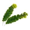 Planta Artificial Única de Eucalipto Grande Folha de Dinheiro Grama Verde Folhas Verdes de Plástico Arranjo de Flores de Casamento Decoração Folhas Verdes