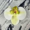 Flor artificial Phalaenopsis flor 3D de película cabeza de flor estilo ramillete regalo de mano LV Fu regalo DIY caja de regalo decoración de boda