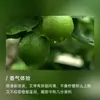 Aceite esencial de lima de Italia, aceite esencial orgánico, aceite de masaje, materia prima al por mayor para uso de muestreo industrial