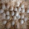 Bolas Redondas de Madeira, Produtos de Madeira de Bétula, Artesanato em Madeira, Maçanetas Redondas para Portas, Puxadores para Portas de Armários e Guarda-Roupas, Madeira Maciça Feito à Mão