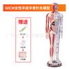 Modelo de Anatomia Humana para Acupuntura Acupuntura Ponto de Acupuntura Metade Pele Metade Músculo Meridianos da Medicina Chinesa Modelo de Ponto de Acupuntura 60CM