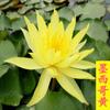 Bloco de Rizoma de Raiz de Lírio d'Água Hidropônico Flor de Quatro Estações Lago Água de Lago Aquático Lótus Lótus com Botões Planta Perene