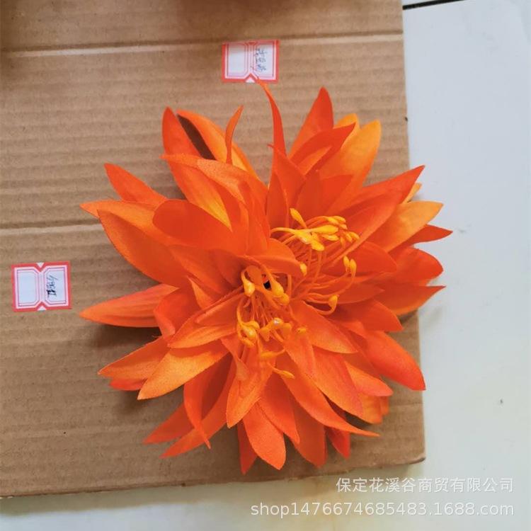 3头大爪菊-夕阳红