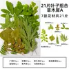 Espécimes de Plantas com Folhas Reais de Outono, Adesivos Artesanais, Flores Secas, Flores Prensadas, Pinturas Decorativas de Folhas DIY, Marcadores de Página de Plantas