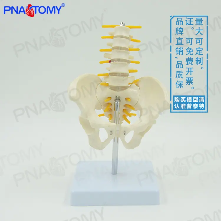 小型五节腰椎带骨盆股骨01