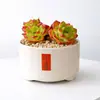 Conjunto fofo de plantas de interior para mesa para jardim de infância, fácil de cultivar e cuidar, pequenas plantas em vasos