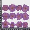 Flor de Cerezo Flor Seca Espécimen de Planta en Relieve Enseñanza Hecho a Mano Goteo de Gel Móvil Carcasa Deflector Marco de Fotos Adhesivo Jabón Alisado Vela