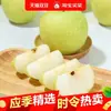 Pera de Piel Verde Dangshan, Su Cui No. 1 Pera Corona, Pera Fresca Crujiente de Temporada, Caja Completa de Fruta Fresca Crujiente, Dulce y Jugosa