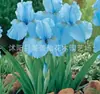 Semillas de rizomas de iris de flor azul, semillas de flores de bulbo, fáciles de cultivar y florecen todo el año, adecuadas para paisajismo de jardines y plantas en maceta