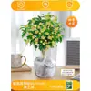 Plántulas de Osmanthus Florales en Maceta Todo el Año Osmanthus Agosto Osmanthus de Interior Fácil de Cultivar Comestible Balcón Patio Plantas Muy Aromáticas