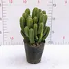 Plantas Suculentas de Interior, Cactos Pequenos em Vasos, Flores, Plantas Verdes, Escritório, Jardim de Infância, Mesa, Suculentas Tipo Cacto
