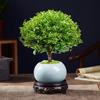 Bonsái de Nanmu Rojo de Hoja Pequeña Pila Vieja Nanmu Dorado en Maceta Interior Escritorio Oficina Plantas Verdes Bueno para Cultivar Florales en Todas las Estaciones