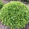 Servicio de Envío Directo de Una Pieza para Plántulas de Boj de Tallo Único, Bonsáis Grandes para Jardines de Villas, Resistentes al Frío, Perennes, Adecuados para Todas las Estaciones, Vegetación de Hojas Pequeñas