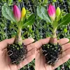 Planta de rosa del desierto auténtica de pétalos dobles en maceta, fácil de cuidar en interiores o en un balcón, florece todo el año, repele mosquitos y es resistente a la sequía.