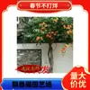 Plantones de Flor de Lingxiao Americana por Dropshipping, Enredaderas Trepadoras de Jardín, Plantas Grandes en Maceta de Pila Vieja Rusa, Flores de Lingxiao en Todas las Estaciones