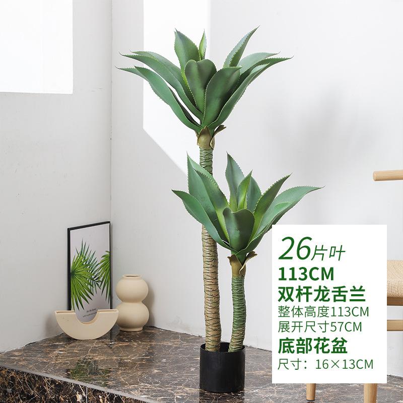 中号龙舌兰.jpg