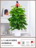 Alimentando Canasta Verde Planta En Maceta Interior Absorbiendo Formaldehído Planta Verde Buena Purificación de Aire Hoja Grande Rosa Verde Sala de Estar Oficina Columna Grande