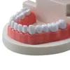 Modelo Dental Dientes Herramienta de Práctica Resina de Práctica Dental Molde de Diente Modelo Dental con Espacio Interdental