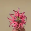 Novo prendedor de cabelo estilo chinês super fada cor rosa vermelha lírio-aranha para mulheres, presilha lateral floral, acessório de foto atmosférico, ornamento de cabelo