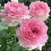 Plántulas de Rosales, Portainjertos Viejos, Arbustos de Flores Grandes, Plantas en Maceta para Uso en Interiores y Exteriores, Florecen Todo el Año, Producen Flores Grandes con Fragancia Fuerte, Raíces Viejas