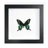 Mariposa Real, Especie Preciosa de Verano, Mariposa Rara, Mariposa Pequeña de Cinta Verde, Adorno de Escritorio, Espécimen de Regalo, Pintura Decorativa, Espécimen de Mariposa