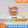 Modelo dental de enseñanza modelo de enseñanza de cepillado para niños modelo de práctica de blanqueamiento dental modelo de enseñanza práctica