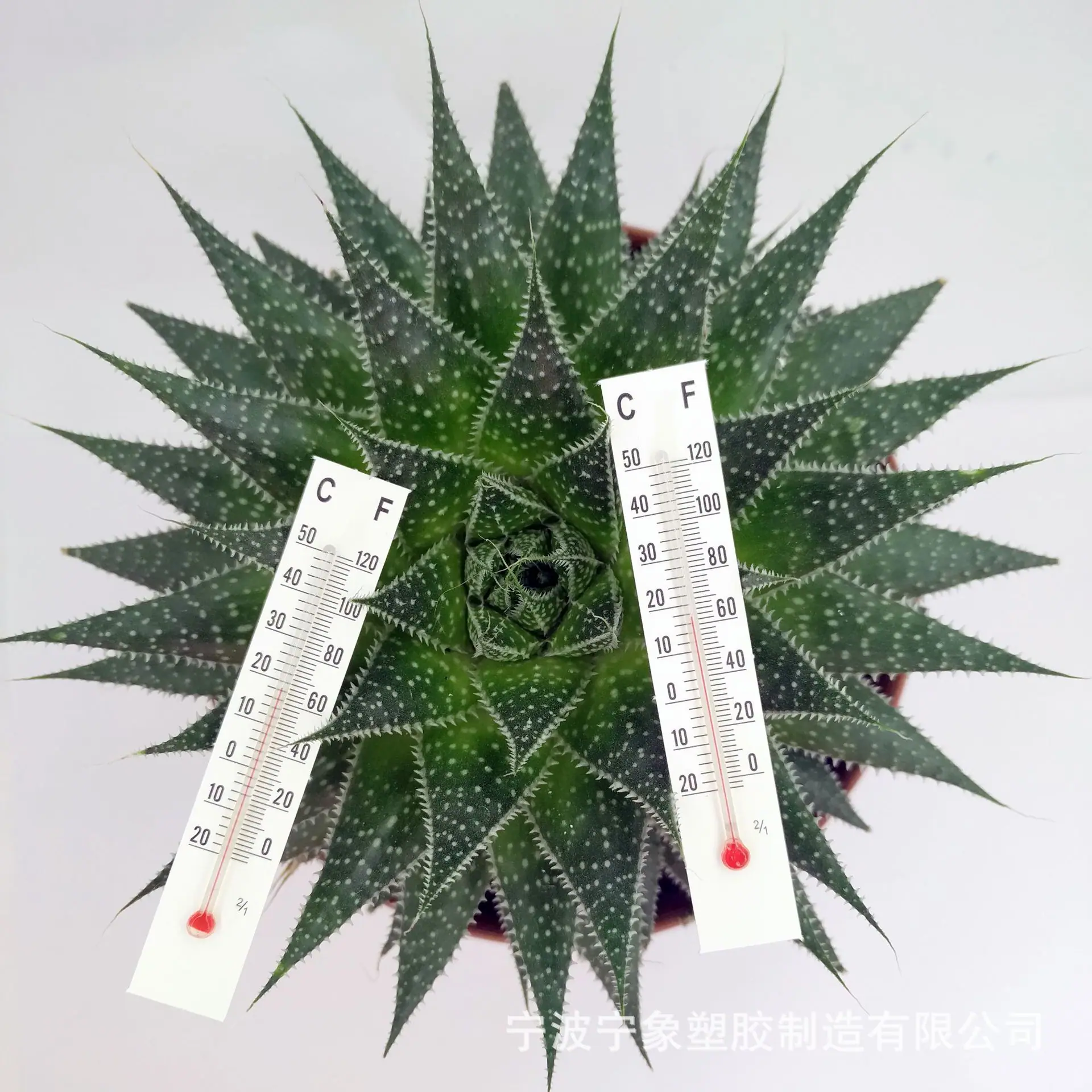 纸板8.0