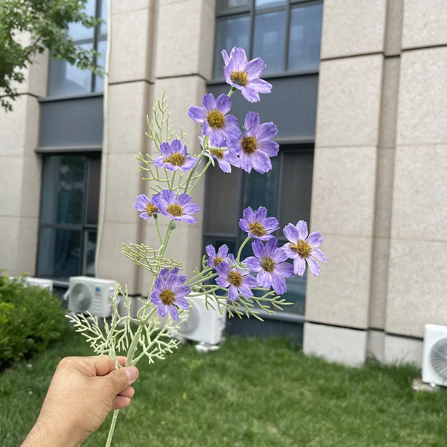 2叉植绒小野菊-xjmlkx 8#雪青.JPG