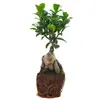 Bonsai de figueira grande, adequado para mesas de escritório, salas de estar e como folhagem de interior; Plantas de figueira pequena em vaso, fáceis de cultivar e cuidar
