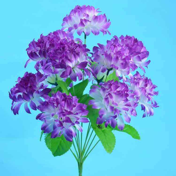 12头爪菊12.jpg